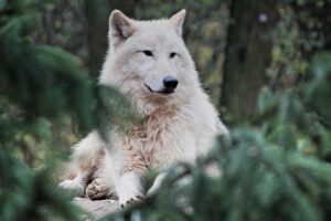 Lena-Sophie Laue MdL: „Niedersachsen muss beim Wolf endlich handeln – Artenschutz braucht klare Regeln“